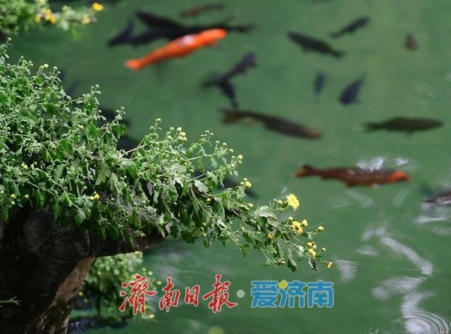 相聚泉畔共赏菊香，第46届趵突泉金秋菊展启幕