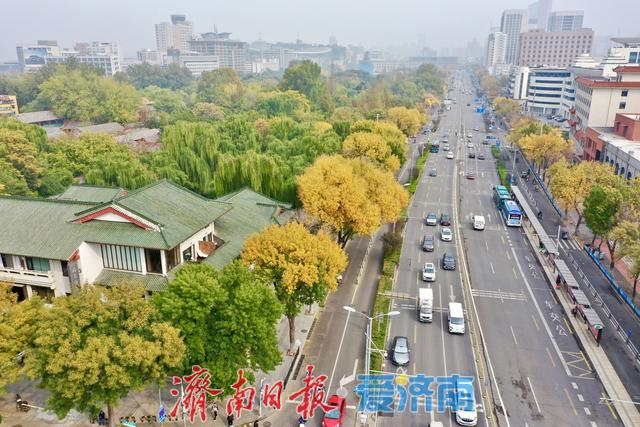 一年四季 泉在济南丨秋风绘金叶 泺源大街展秋日长廊