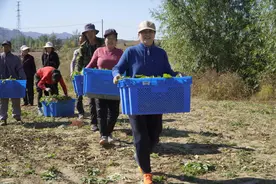 河北涞源：蒲公英收割加工忙图片
