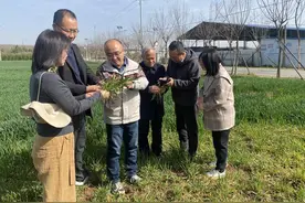 西安麦田春管正当时 病虫草害早防治图片