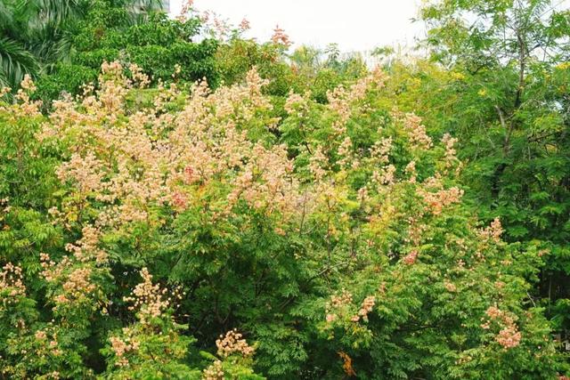 龙华，花海“大爆发”