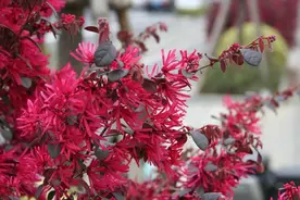 红花檵木火红耀眼，上海长宁区春日新宠梦幻上线图片