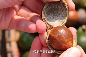 夏威夷果、蓝莓、挂霜蜜柚……没想到吧，这些特产就在我们广西家门口图片