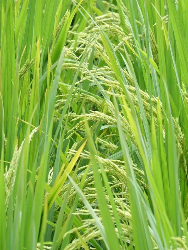 乐游绵阳 清凉一夏 ‖ 又是一年稻花香，游仙这个村庄美成治愈系油画！