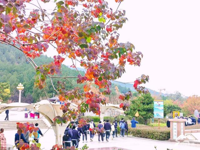 组图丨泰山天外村新植乌桕叶正红 这才是初冬该有的样子