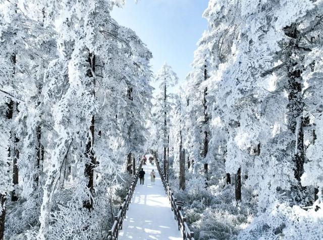 冷空气预警！鹅毛大雪即将突袭瓦屋山！