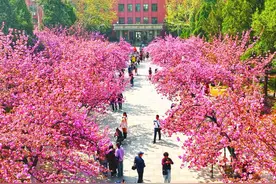 中国科大樱花大道烂漫迎宾图片