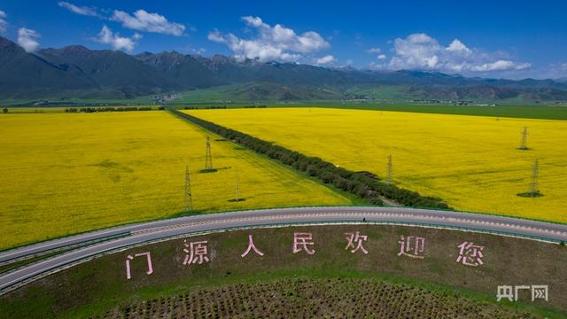 镜头里的青海｜金色的门源油菜花海盛放，成热门打卡地
