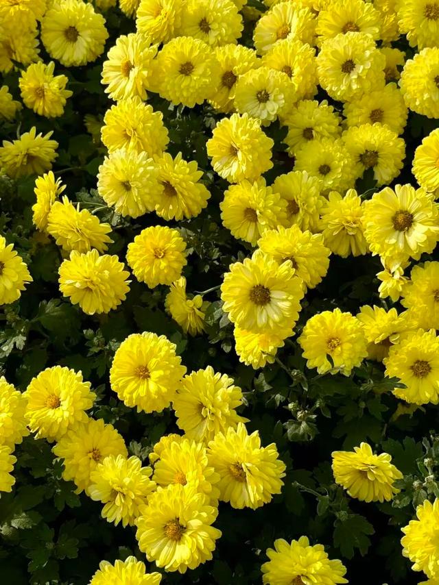 官宣！龙亭菊展延期！