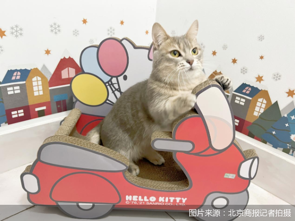 携宠出境游咨询量翻倍，航司、酒店争抢“宠物友好”新蓝海