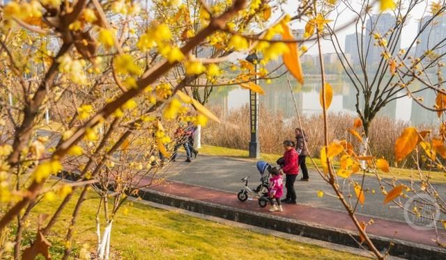 重庆垫江：蜡梅花开扮靓公园景色