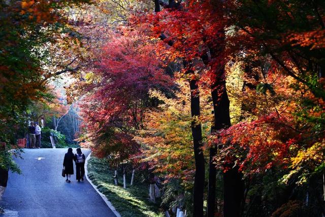 官宣：栖霞山进入最佳观赏期！