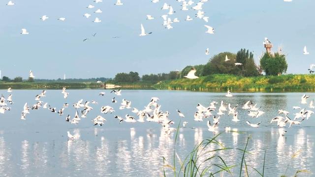 “京津绿肺”七里海生机勃发美景如画