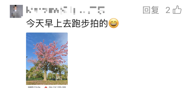 最美松湖 | 这棵“顶流”异木棉到底有多顶？