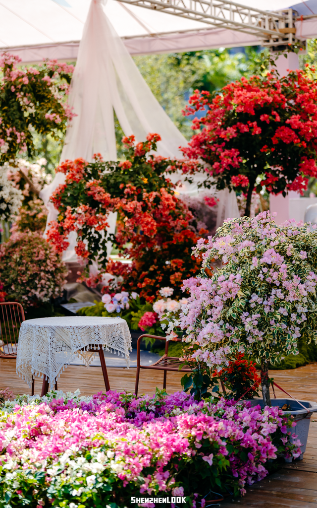 挤爆莲花山！深圳20万m²超大型花展，今天开始