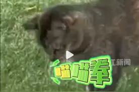 小猫公园内“大战”眼镜蛇，专家：在野外发现蛇应迅速离开图片