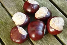 这种果实有毒，或致死亡！千万别吃图片