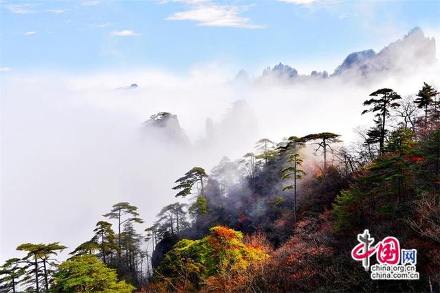 黄山：层林尽染 一幅幅醉美秋色画卷(图)