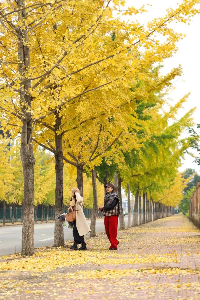 初冬限定上线了！德阳银杏打卡攻略请收好