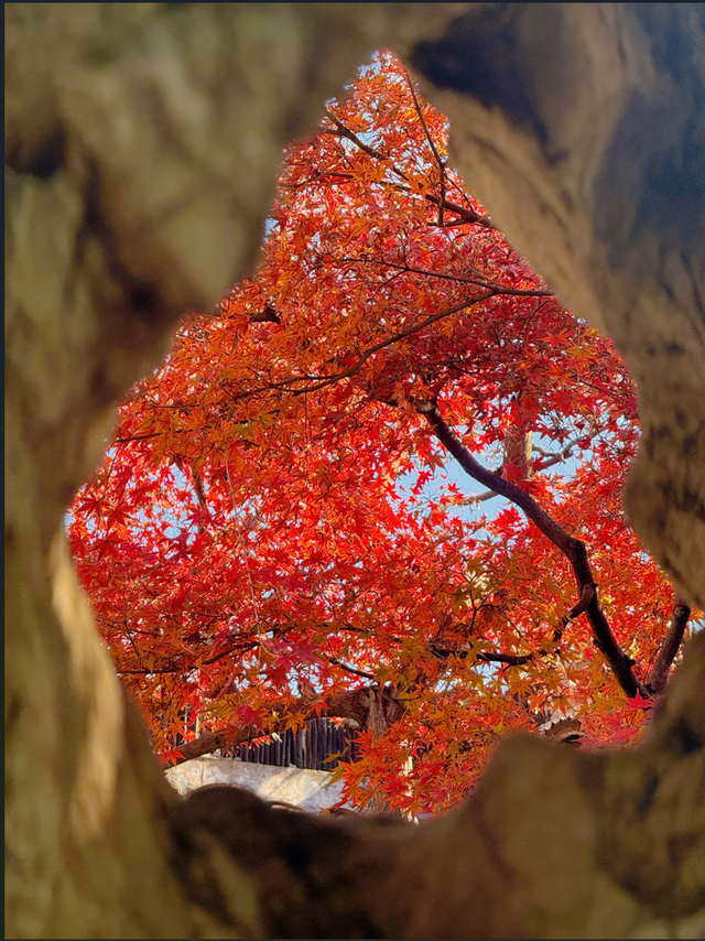 正式亮相！古城添新，相约最美的季节~