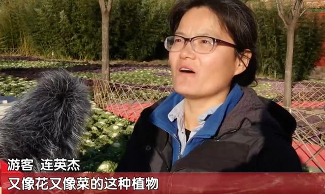 景山公园上线“新皮肤”，市民走近一看：这菜我吃过