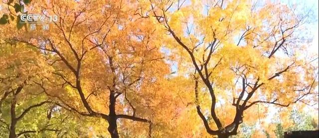 绾青丝着唐装、走进书中美景……传统文化生动“破圈”撬动消费澎湃活力