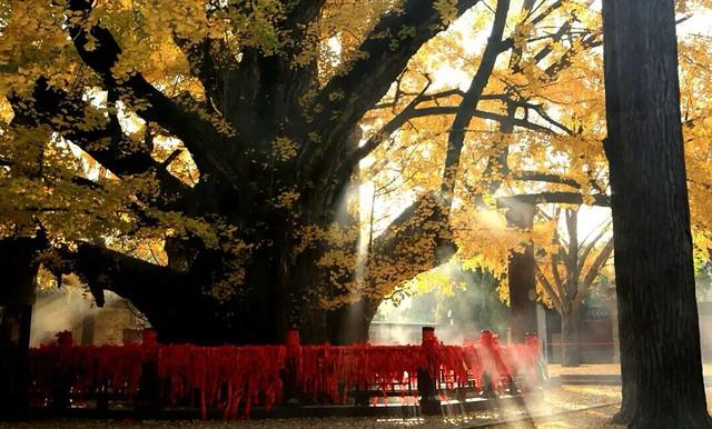 新华社+《国家地理》推荐 快来打卡山东秋景限定款