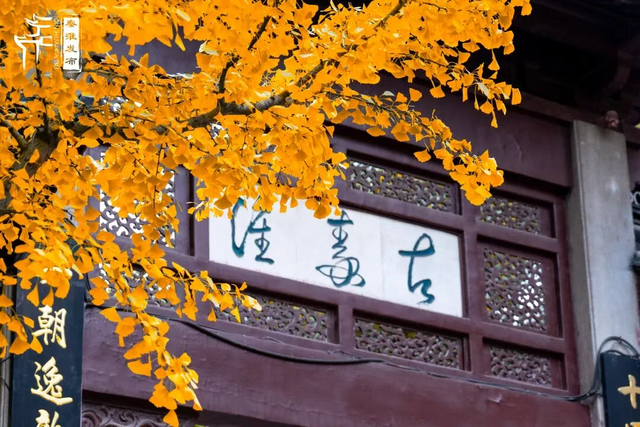 “西红柿炒蛋树”排队？快来秦淮开启“金黄时刻”！