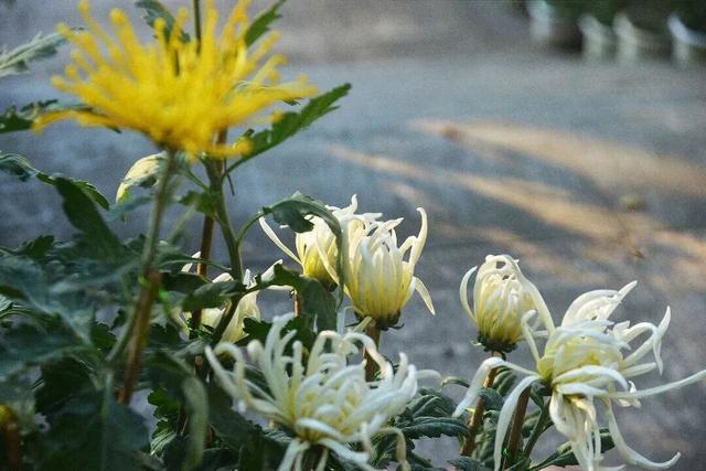 这场秋菊盛会，描绘着福建的千年风雅