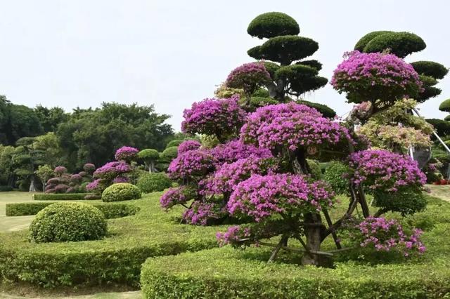 南宁秋日赏花攻略，带你一键解锁这份限定版的秋花图鉴！