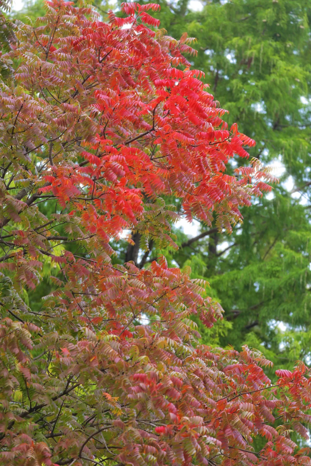 百米梧桐叠金，首波银杏泛黄！上海市中心免费秋日浪漫请查收→