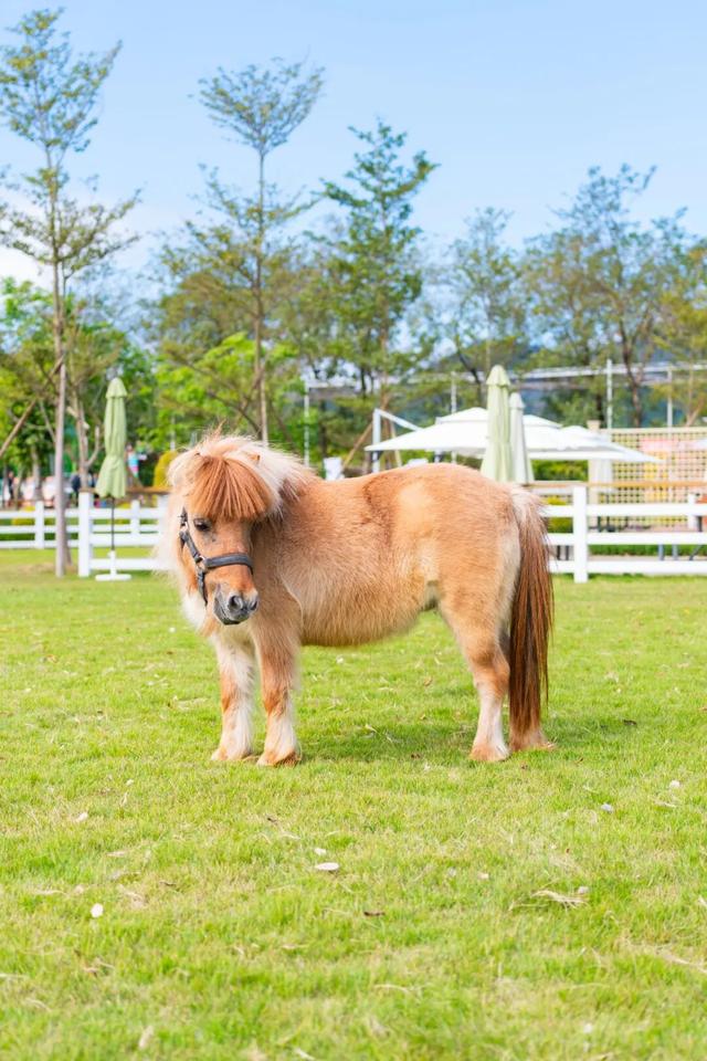 森林雪国今日开业！户外玩真雪就到高明！