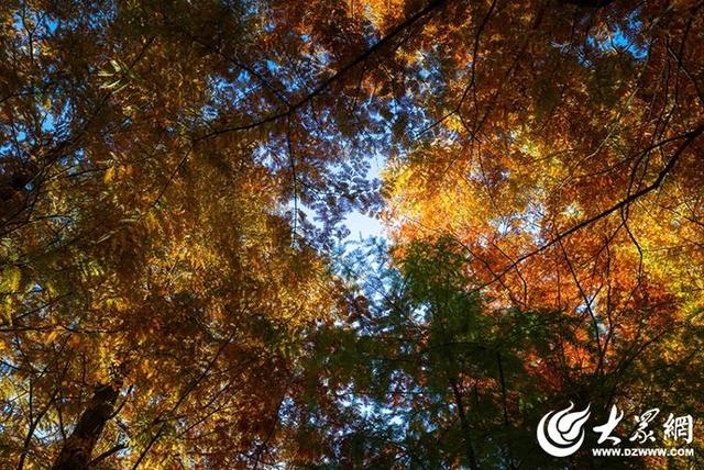 四季予你丨流动的油画！鱼鸟河水杉林上演“渐变魔法”