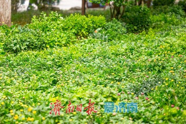 趵突泉菊花展筹备正酣，金秋文化盛宴即将开启