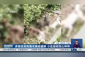 多条流浪狗围攻撕咬猫咪 小区居民忧心忡忡图片