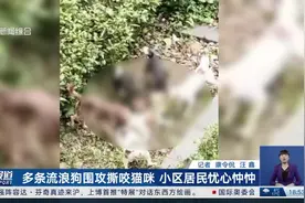 多条流浪狗围攻撕咬猫咪 小区居民忧心忡忡图片