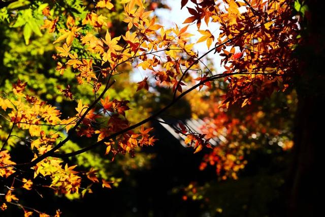 秋日美学暴击！正是赤橙黄绿时~