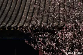 春天的趵突泉万竹园内，绽放的杏花似片片白雪图片