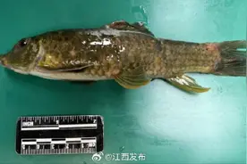 中国特有！神秘“怪鱼”现身江西图片