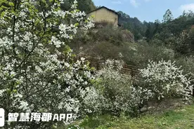 白色枳壳、粉色月见、紫藤花瀑……福州4月赏花指南来了！图片