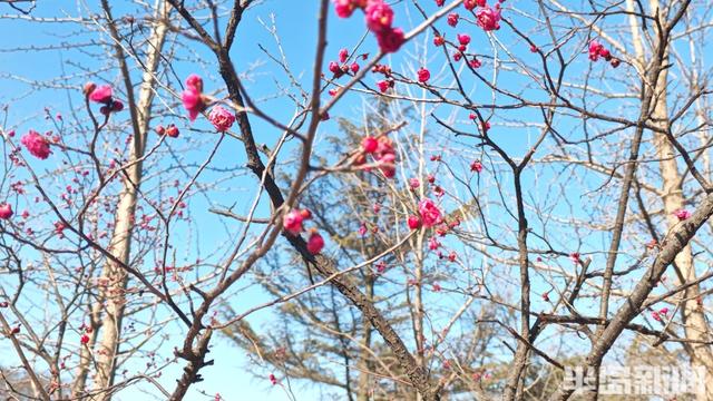 寒风凛冽，中山公园梅花开了