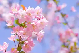 黄浦新玩法丨探寻黄浦宝藏赏花地，感受专属春天的魅力！图片