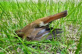 近千只候鸟撞上建筑物死亡，如何防止“鸟撞”发生？图片