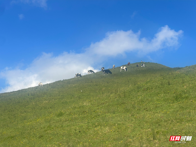 大美红图｜国庆邂逅“南方呼伦贝尔”，城步南山牧场迎旅游热潮