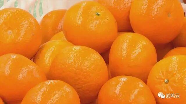 南宁就是冬日旅游天花板！摘果+跑马+演唱会+美景打卡，带你玩转“水果自由”之旅