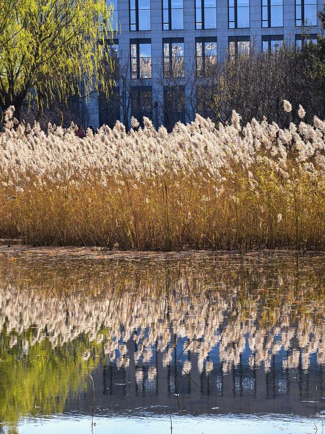 小雪节气，北京通州镜湖之滨好风光