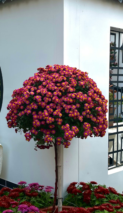 不用跑远门！郑州市区这个公园就能免费看菊花展→