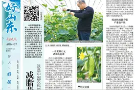 好山东|供不应求！减脂黄瓜成莘县蔬菜“新顶流”图片