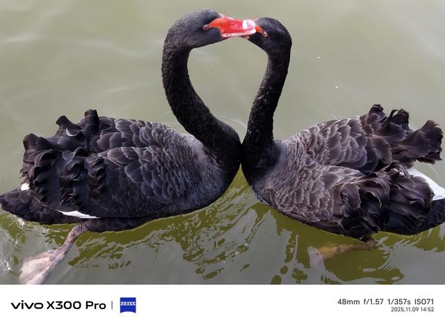 洛阳市：从政坊游园黑天鹅嘻戏