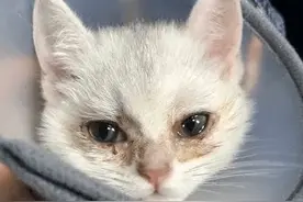 猫咪流眼泪是因为伤心吗？｜上海市消保委现代农业办图片
